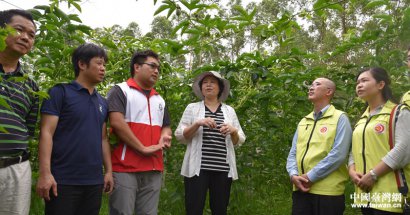 澳门英皇网址：支持村集体扩大百香果种植面积