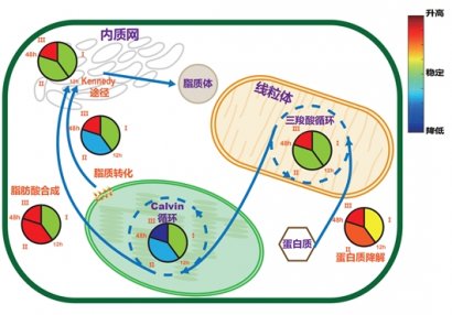 澳门英皇网址：第三个阶段为缺氮后期